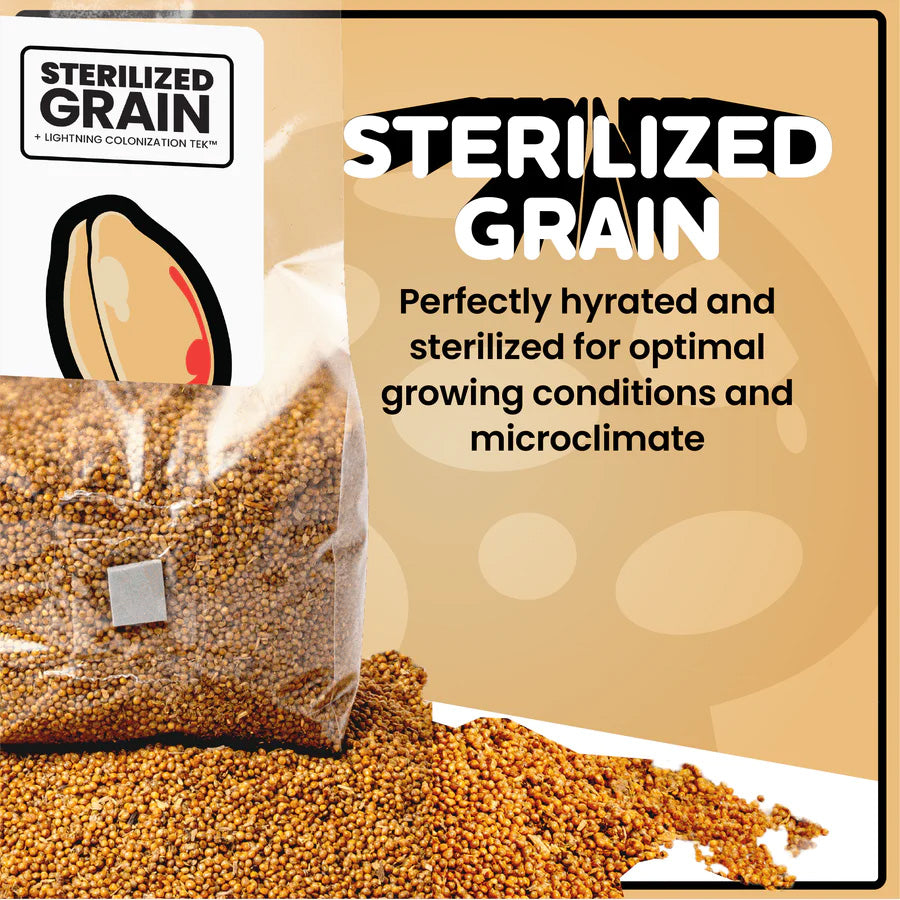 Mushroom Supplies: STERILIZED GRAIN FOR MUSHROOM SPAWN (3LBS)